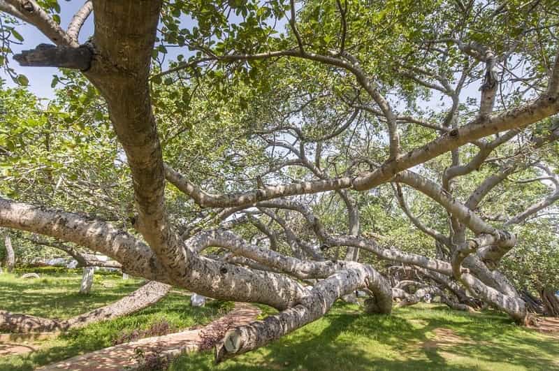 Pillalamarri or Peerla Marri is a big old banyan tree