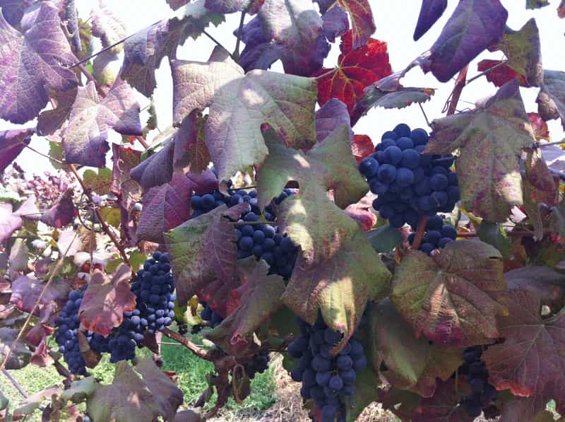 Succulent Grapes on the Vine