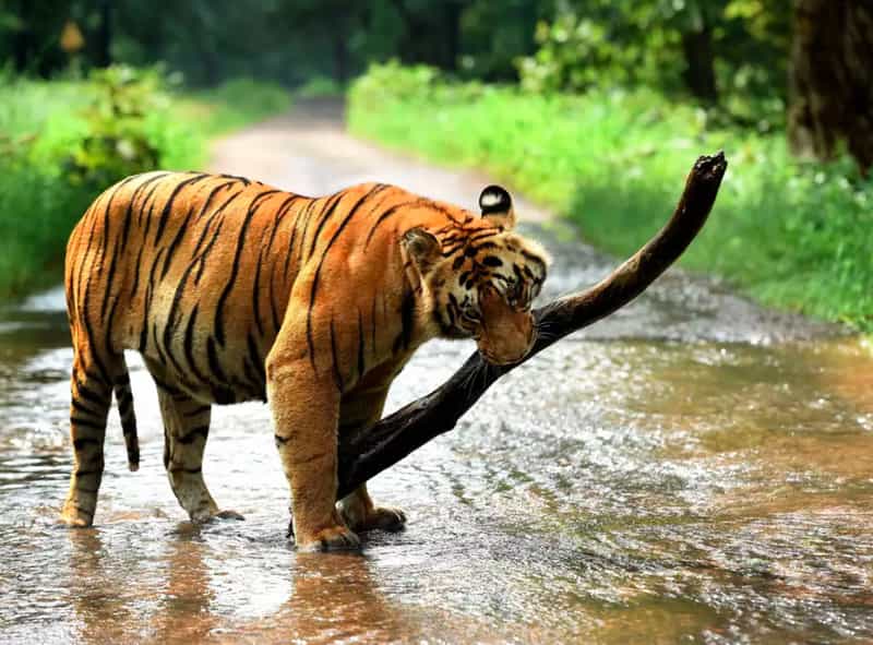 The Nagarjunasagar Wildlife Sanctuary