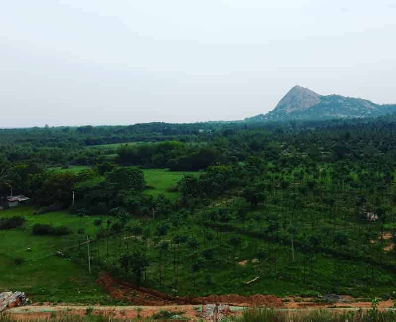The Vast Greenery At Hassan