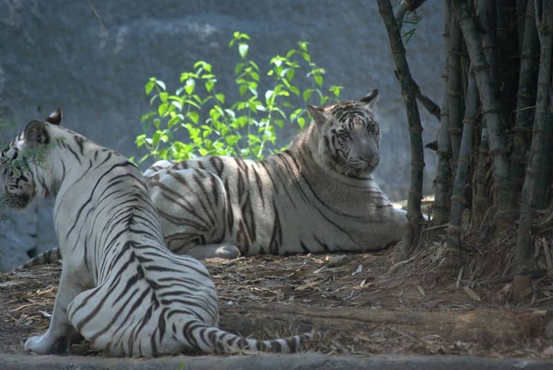 White Tigers at the Vandalur Zoo