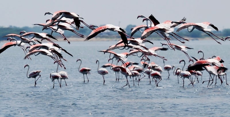 Birds at the Pulicat Lake
