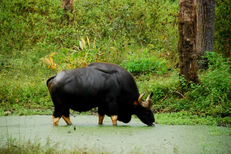 A Bison at the Nagahole National Park