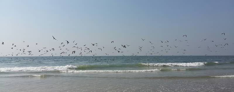 Birds at the Arossim Beach