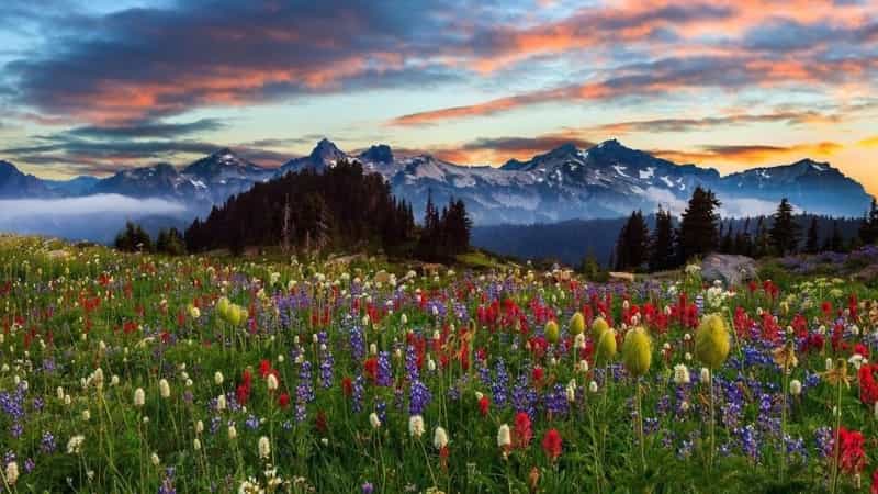 Colourful meadows