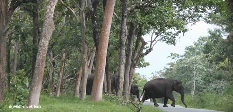 Elephants at reserve