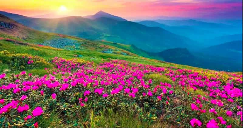 Endemic alpine flowers