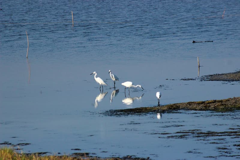 Kaliveli Lake