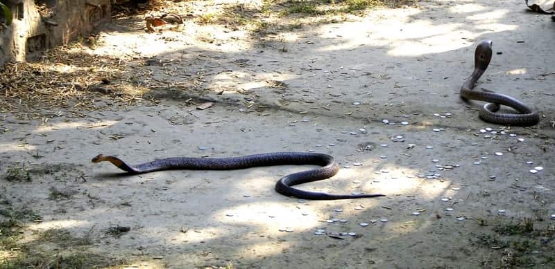 Kolkata Snake Park