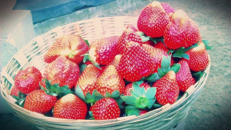 Go strawberry picking in Mahabaleshwar