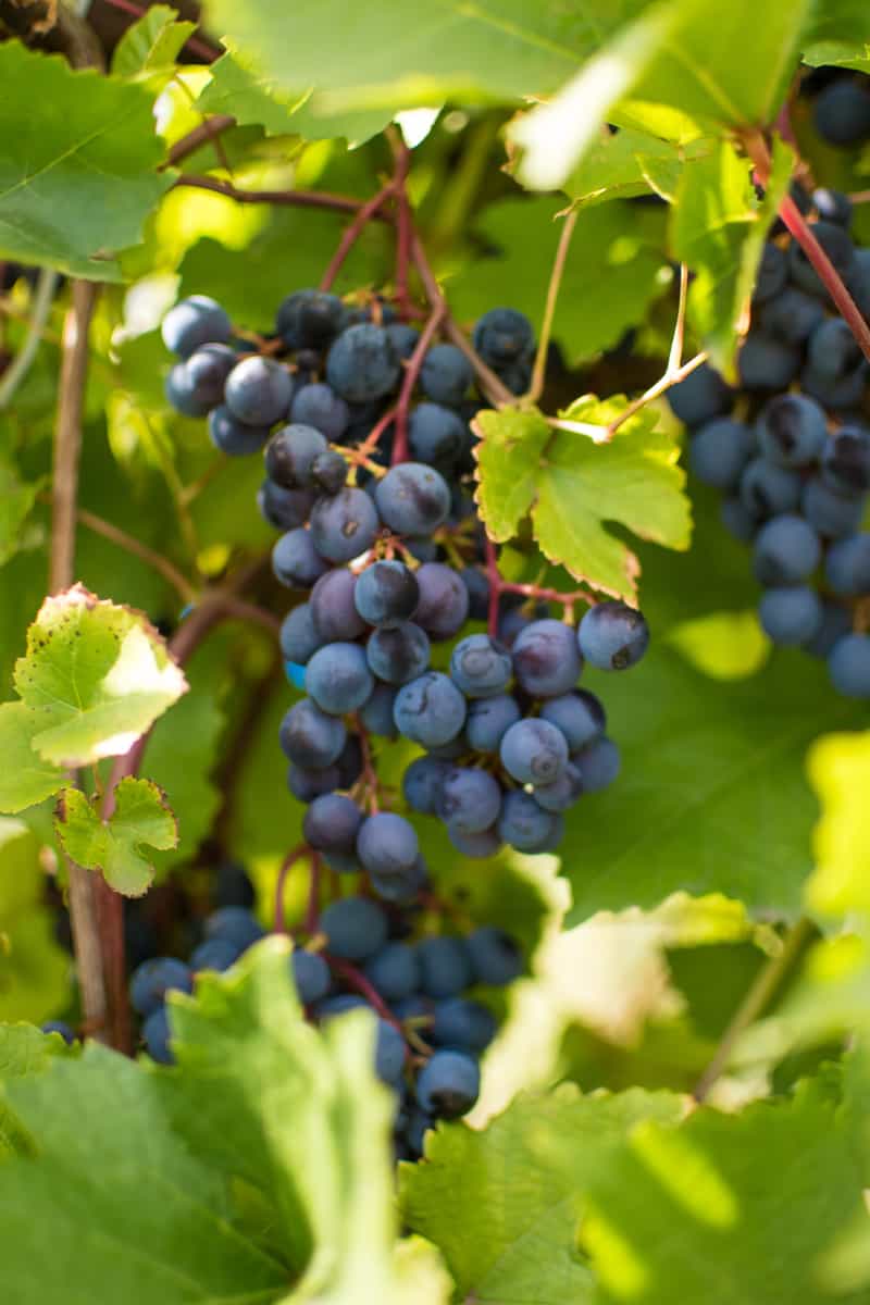 Ripe Grapes on a Vine at the Sula Vineyard