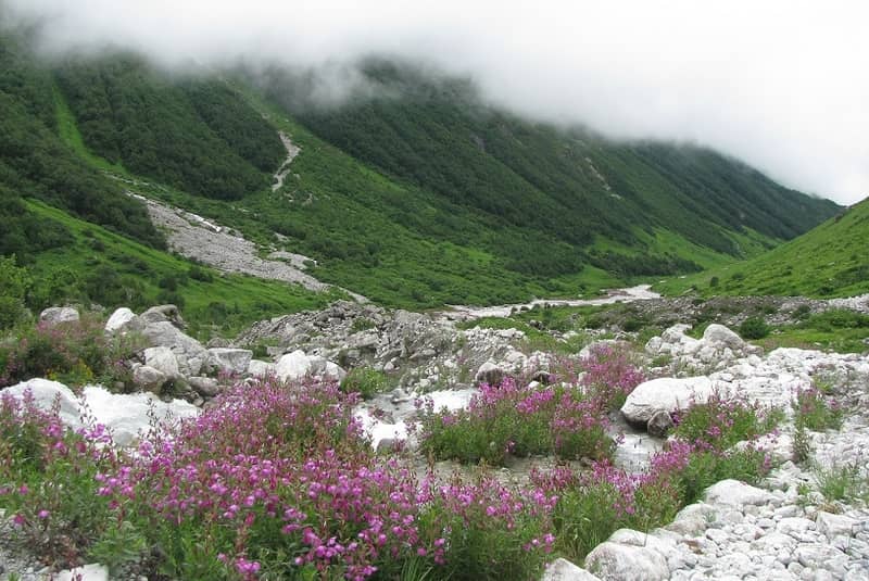 Valley of Flowers as its name suggests, is filled with natural beauty 