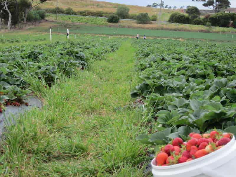 A Strawberry  Field