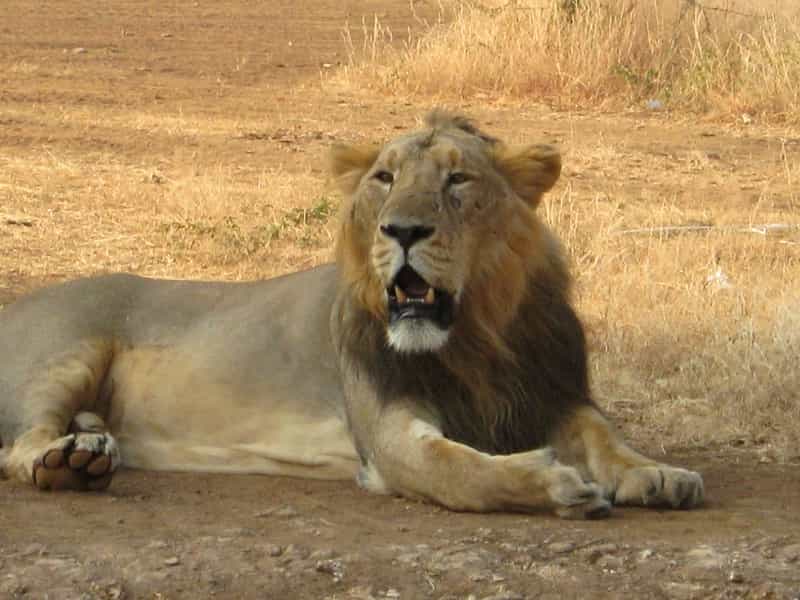 A Lion at the Gir National Park