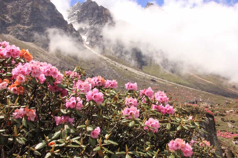 Yumthang Valley of Flowers