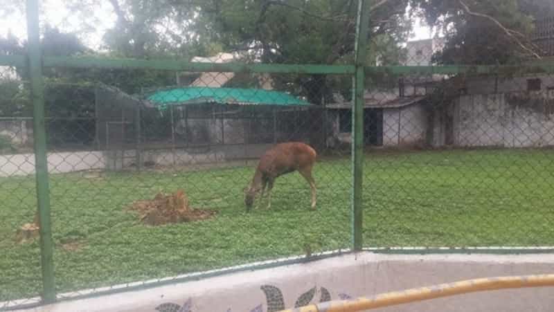 Spot Deer at the Rasala Nature Park