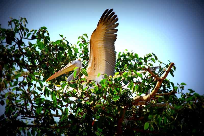 Kokkare Bellur Bird Sanctuary
