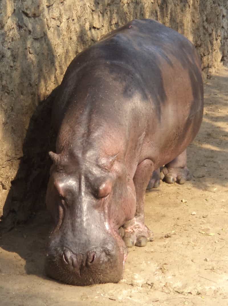 A hippopotamus inside Assam State Zoo, Guwahati