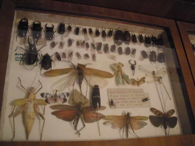 Wankhar Entomology Museum