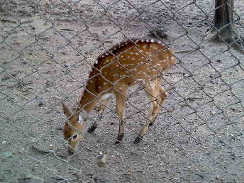 Deer at Maharajbagh Zoo | places to visit in nagpur
