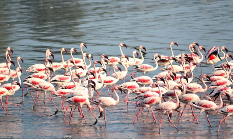 Hundreds of pink flamingos in Sewri