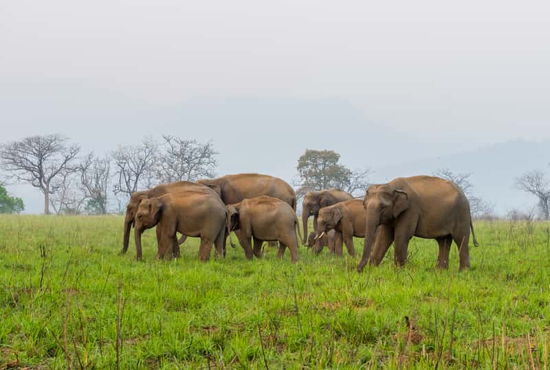 Jim Corbett National Park, offbeat places to visit in October in India