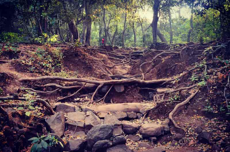 A trekking trail at the sanctuary