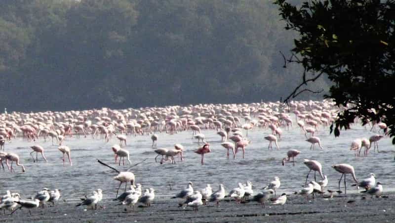 Sewri Mangrove Park
