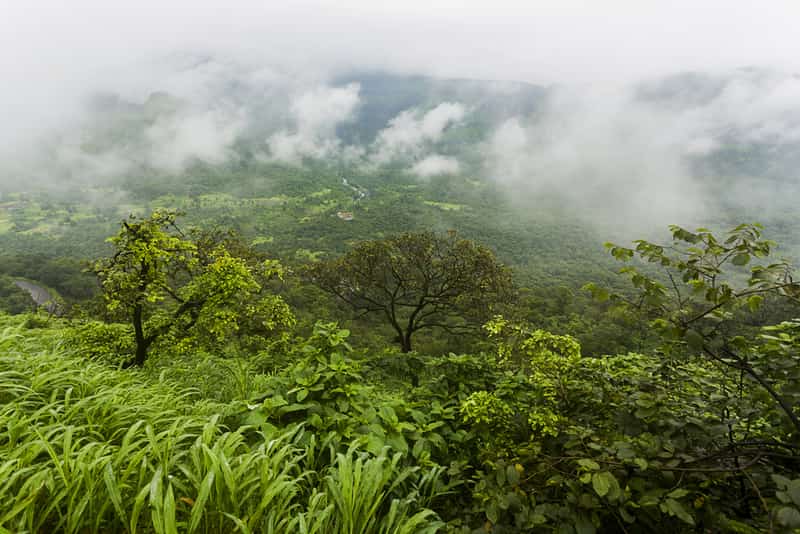 The misty green forest in Malshej Ghat