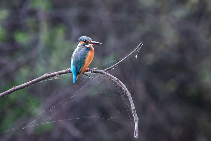 A Common kingfisher perched on a branch at the Keoladeo Sanctuary