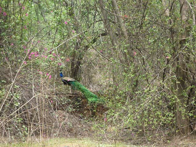 A Peacock at the Ridge