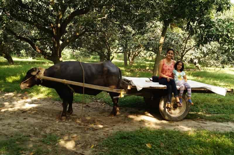 A family enjoying a bullock cart ride in Kuchesar
