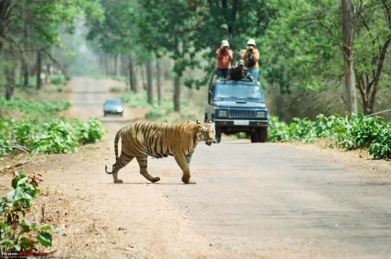 Andhari Tiger Reserve, Chandrapur