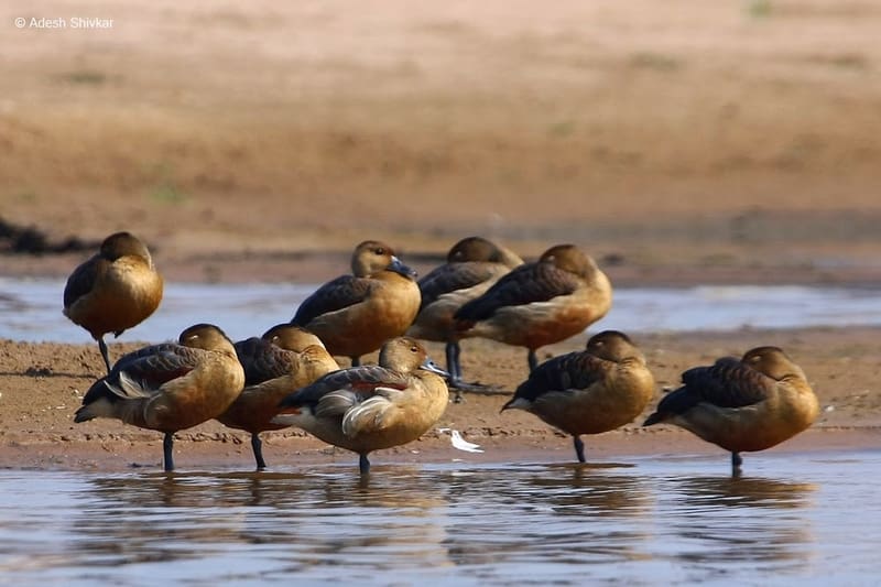 Bird Watching at Chambal River