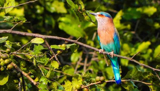 19 Famous Bird Sanctuaries in Bangalore