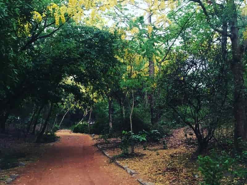 If you see a woman dressed in white in Sanjay Van, look away