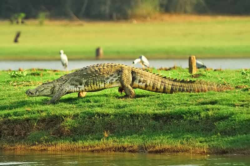 National Chambal Sanctuary