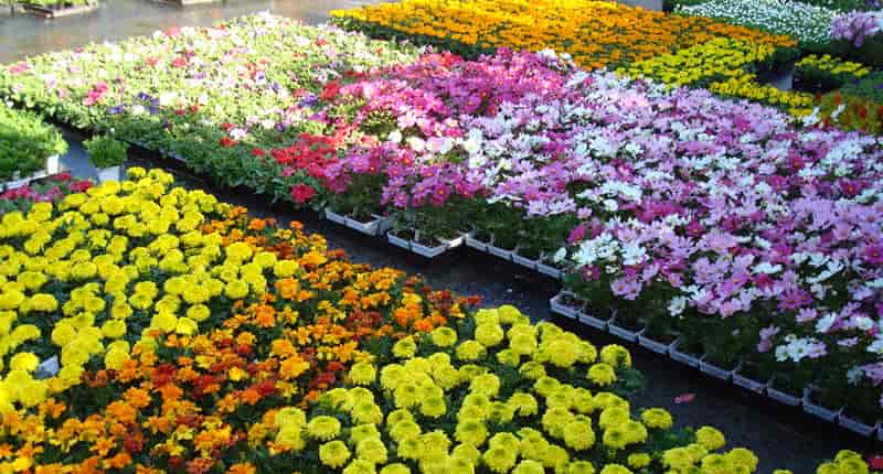 Nursery of Flowers