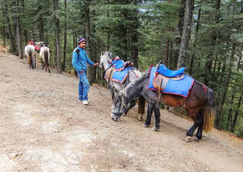 One can enjoy horse riding in Naldehra