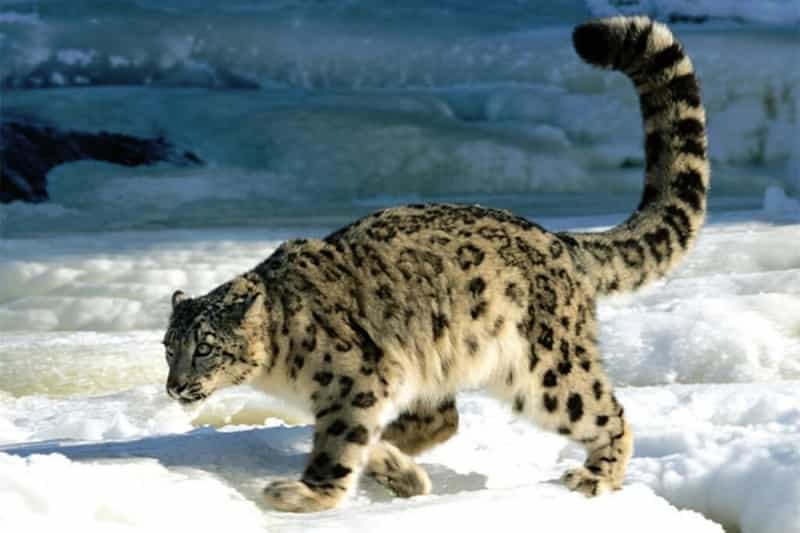 Snow Leopard Trek