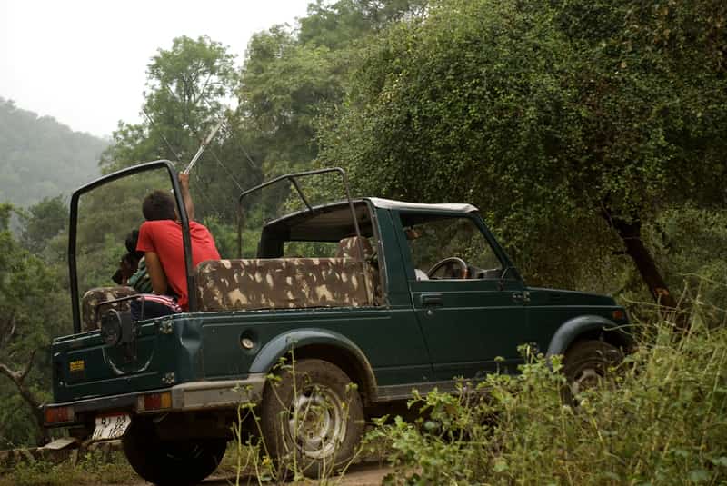 Tracking the tiger in an open Jeep