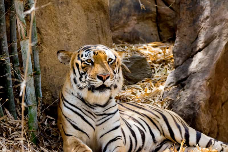A tiger at the Bannerghatta National Park