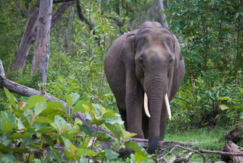 A wild Indian Elephant at the Nagarhole National Park