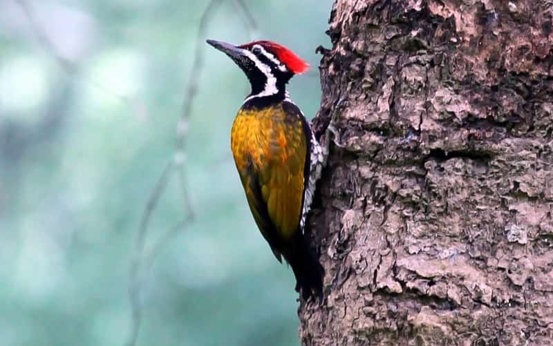 A woodpecker at the Radhanagari Wildlife Sanctuary