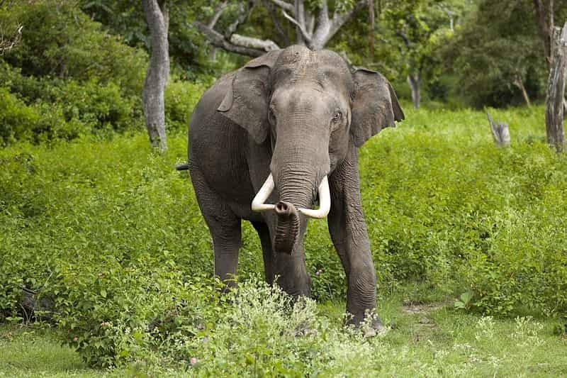An Elephant at the Bandipur National Park