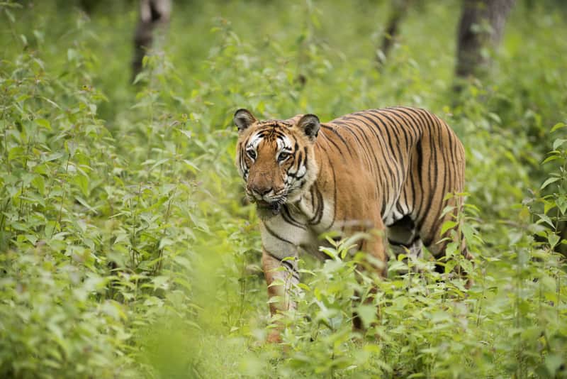  A Tiger at the Bandipur National Park