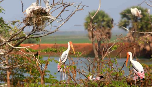 Take a Trip to These 12 Amazing Bird Sanctuaries in Mumbai