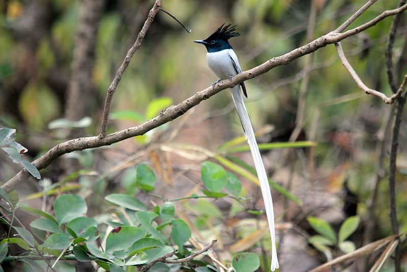 Karnala Bird Sanctuary, Panvel