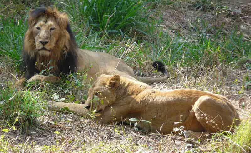 Lions at the Bannerghatta National Park