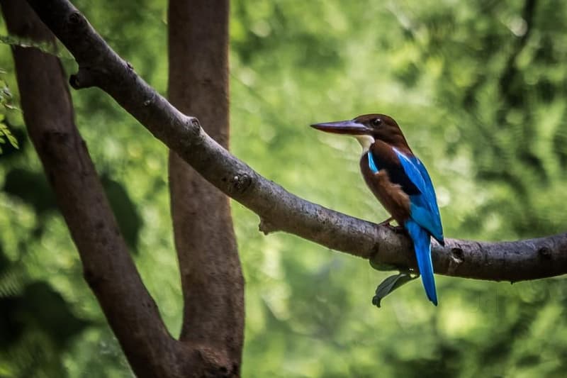 Maharashtra Nature Park, Mahim